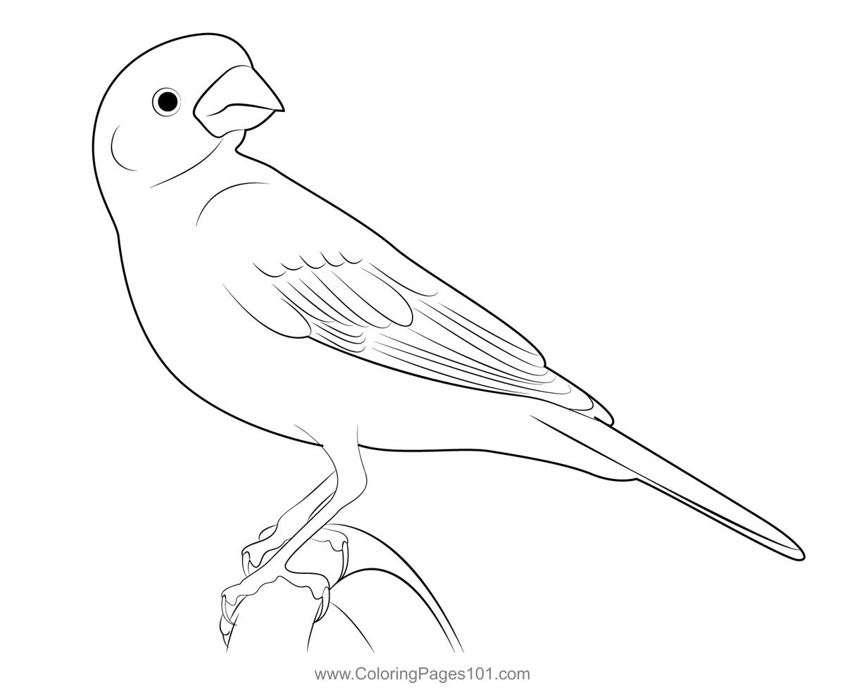 Purple Finch 3 Coloring Page for Kids - Free Finches Printable Coloring ...