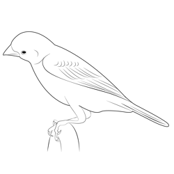 Purple Finch 4 Free Coloring Page for Kids