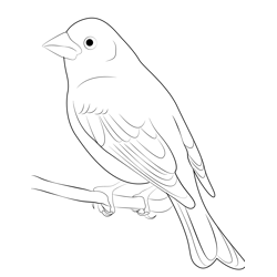Purple Finch 5 Free Coloring Page for Kids