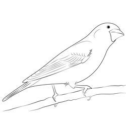 Purple Finch 6 Free Coloring Page for Kids