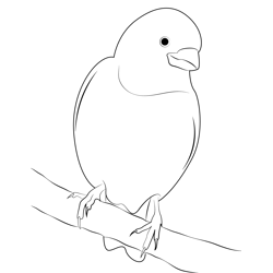Purple Finch 7 Free Coloring Page for Kids