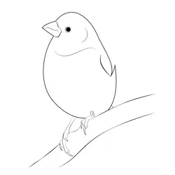 Purple Finch 8 Free Coloring Page for Kids