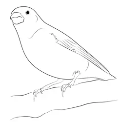 Purple Finch 9 Free Coloring Page for Kids