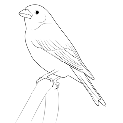 Purple Finch Bird Free Coloring Page for Kids