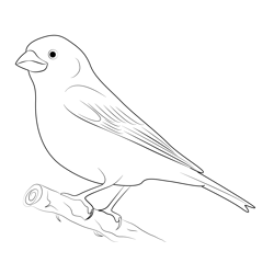 Purple Finch Hungry Free Coloring Page for Kids