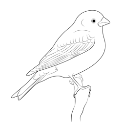 Purple Finch Look Free Coloring Page for Kids