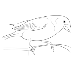Purple Finch Male Free Coloring Page for Kids