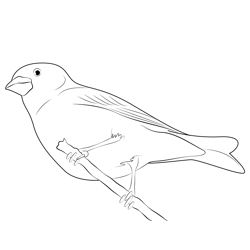 Purple Finch Nesting Male Free Coloring Page for Kids