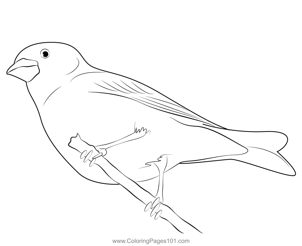 Purple Finch Nesting Male Coloring Page for Kids - Free Finches