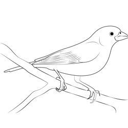 Purple Finch On Tree Free Coloring Page for Kids