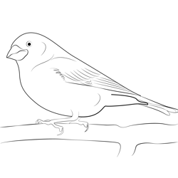 Purple Finch Free Coloring Page for Kids