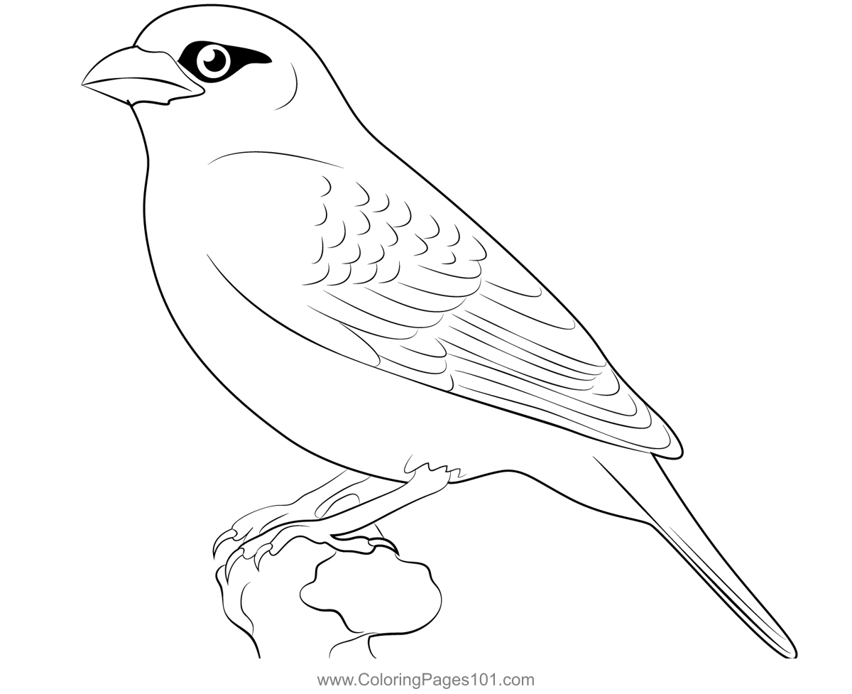 Purple Pine Grosbeak Coloring Page for Kids - Free Finches Printable