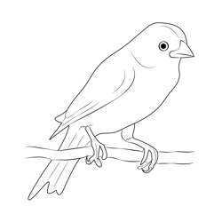 Red Factor Canary Free Coloring Page for Kids