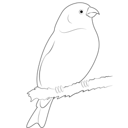 Red Pine Grosbeak Free Coloring Page for Kids