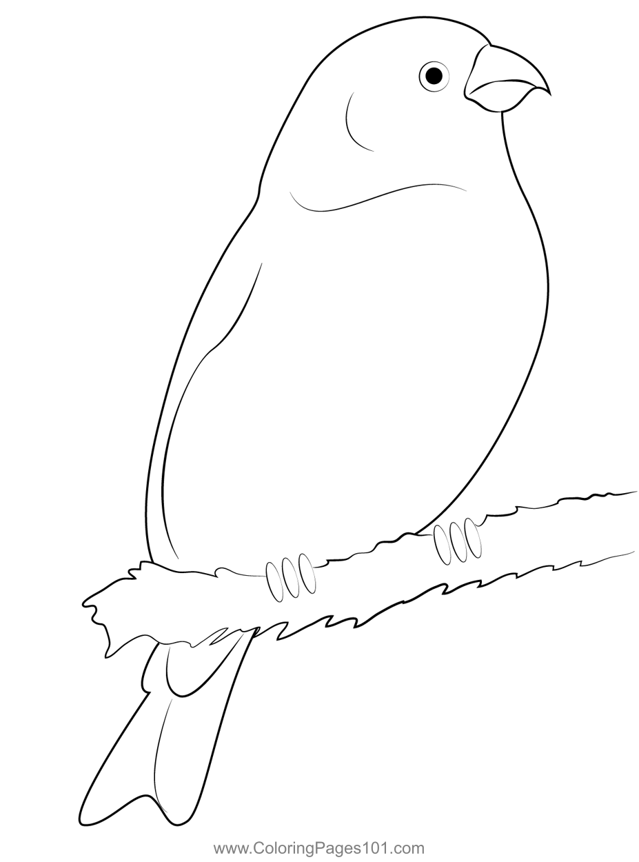 Red Pine Grosbeak Coloring Page for Kids Free Finches Printable