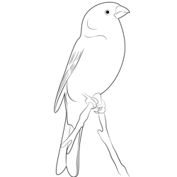 Rest Pine Grosbeak Free Coloring Page for Kids