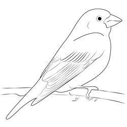 Purple Finch Free Coloring Page for Kids