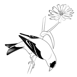 Sprague Goldfinch Free Coloring Page for Kids