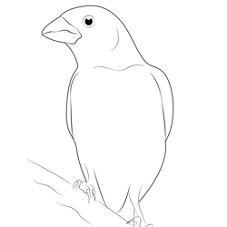 State Bird Purple Finch Free Coloring Page for Kids