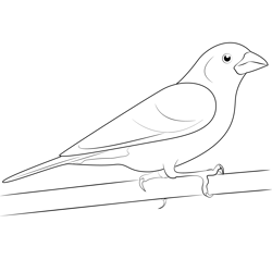 The Purple Finch Free Coloring Page for Kids