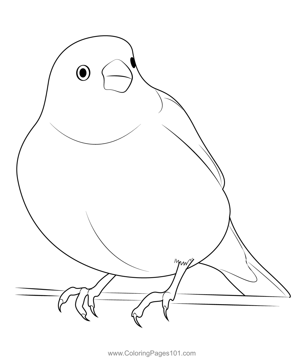 White Canary Coloring Page for Kids - Free Finches Printable Coloring
