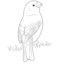 White Winged Pine Grosbeak Free Coloring Page for Kids