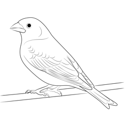 Wild Delight Finch Free Coloring Page for Kids