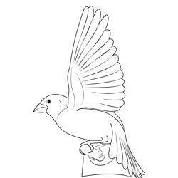 Wing Fly Purple Finch Male Free Coloring Page for Kids