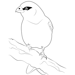 Winter Piney Free Coloring Page for Kids