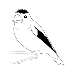 Yellow Black Brown Large Finch Free Coloring Page for Kids