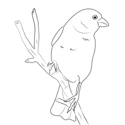 Yellow Canary Bird Free Coloring Page for Kids