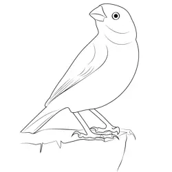 Yellow Fronted Canary Free Coloring Page for Kids