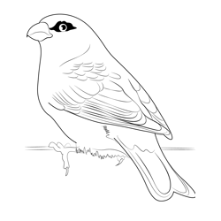 Young Pine Grosbeak Free Coloring Page for Kids