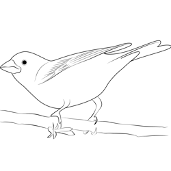 Young Purple Finch Free Coloring Page for Kids