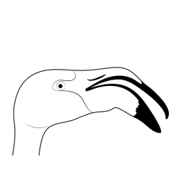 A Flamingo With Its Beak Open Free Coloring Page for Kids