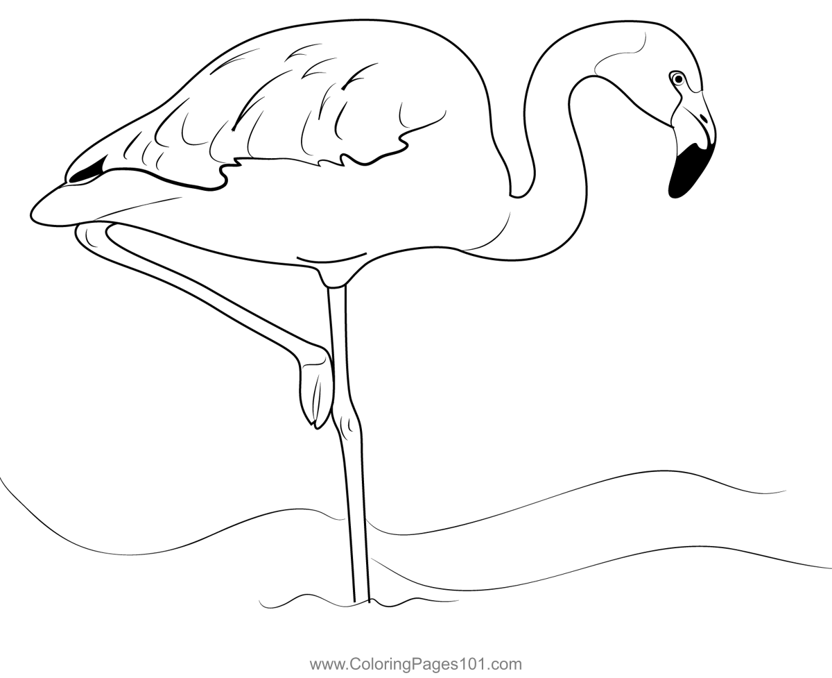Amazona Flamingo Bird