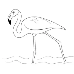 American Flamingo Bird Free Coloring Page for Kids