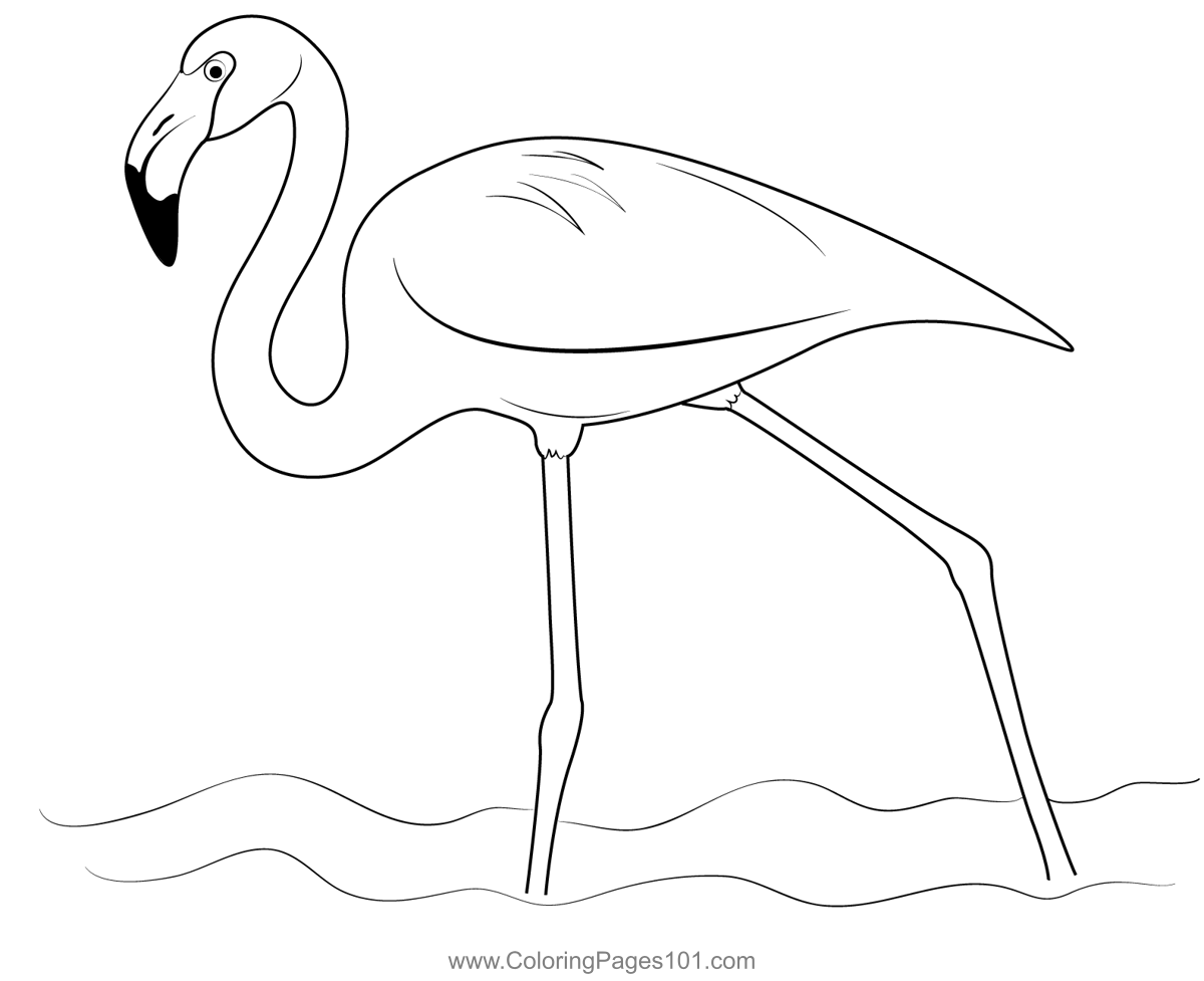American Flamingo Bird