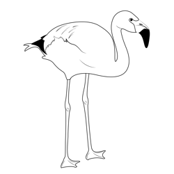 Andean Flamingo Bird Free Coloring Page for Kids