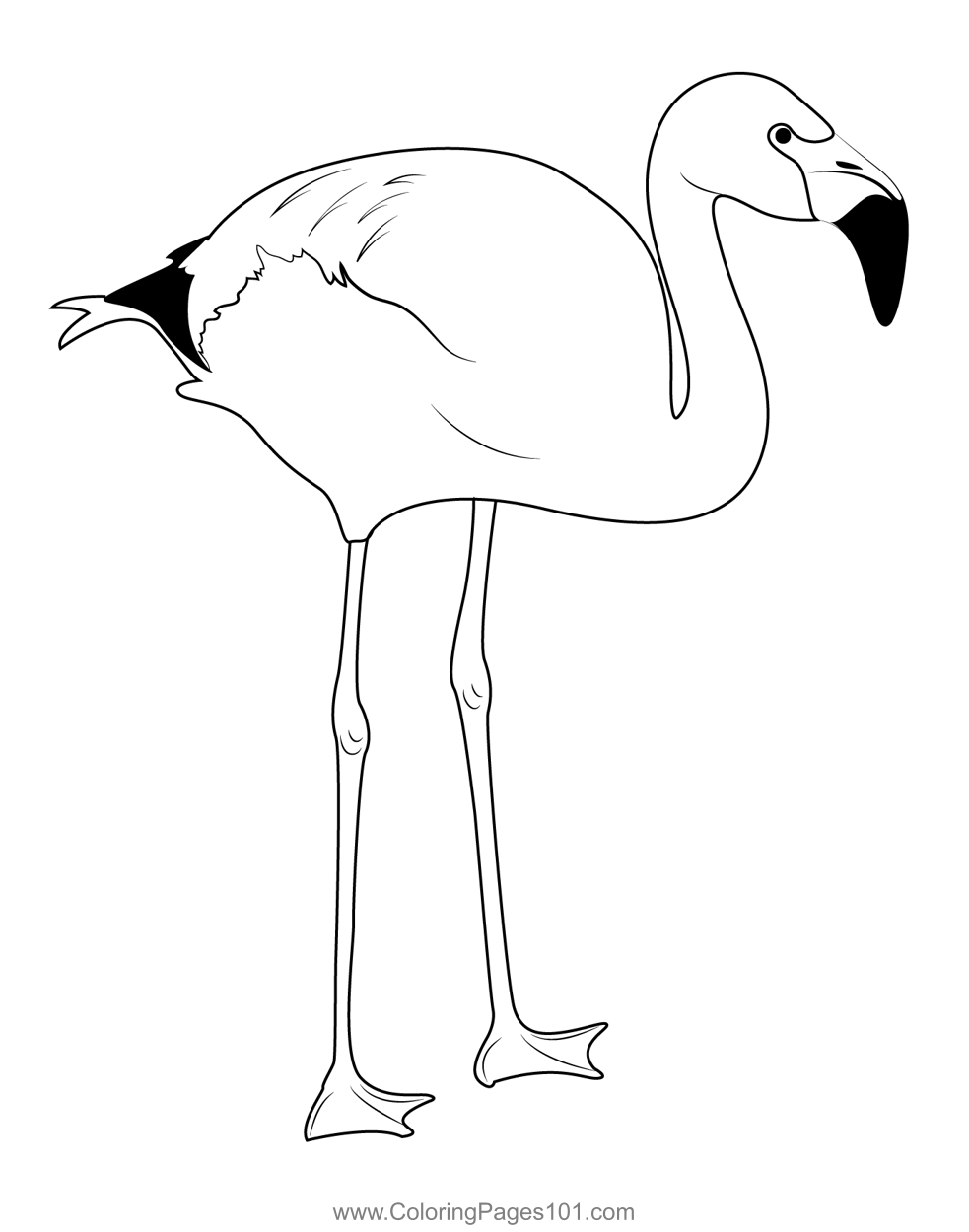 Andean Flamingo Bird