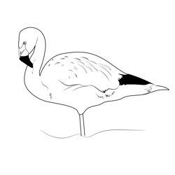 Andean Flamingo Free Coloring Page for Kids