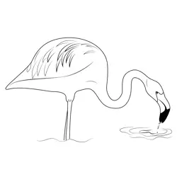 Beautiful Flamingo Bird Free Coloring Page for Kids