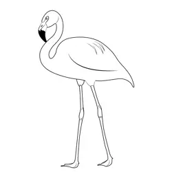 Chile Flamingo Free Coloring Page for Kids