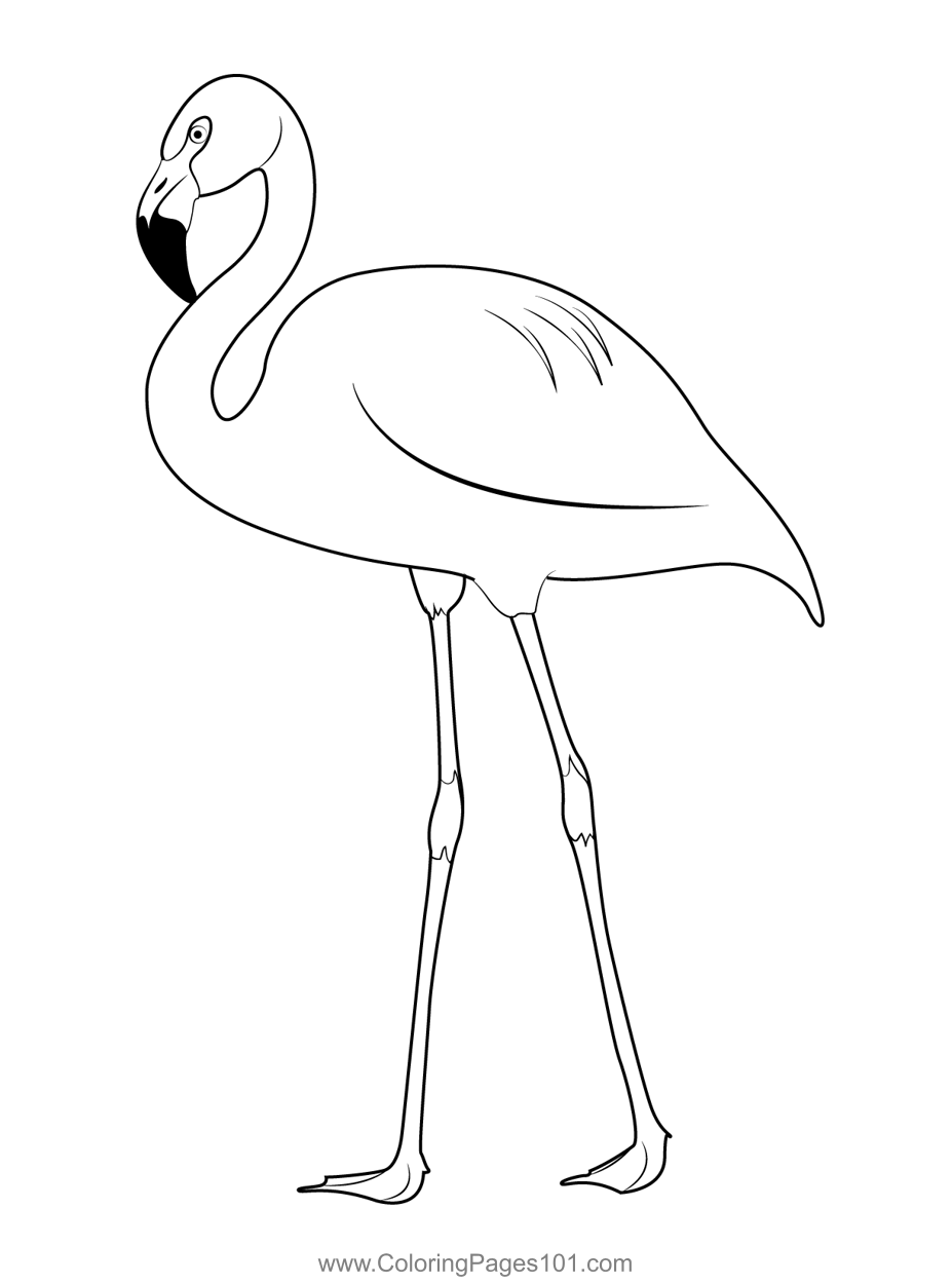 Chile Flamingo Coloring Page for Kids - Free Flamingos Printable