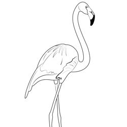 Flamingo 2 Free Coloring Page for Kids