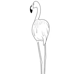 Flamingo 3 Free Coloring Page for Kids