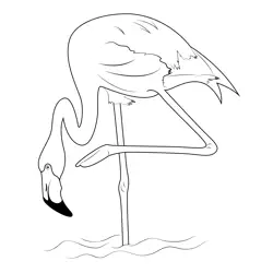 Flamingo 4 Free Coloring Page for Kids