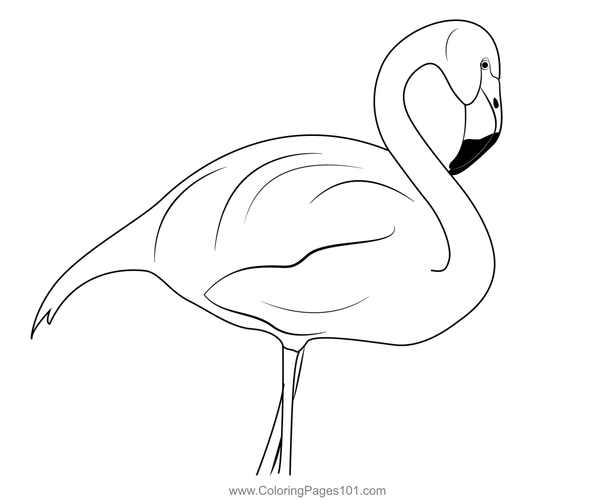 Flamingo Bird 1