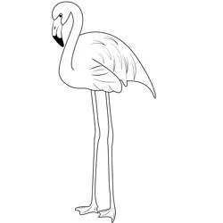Flamingo Bird 3 Free Coloring Page for Kids