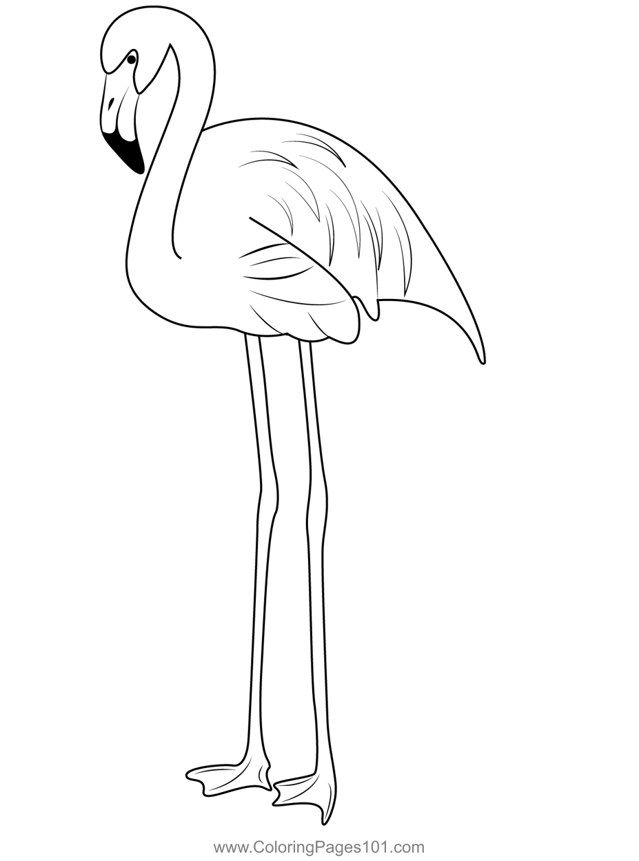 Flamingo Bird 3